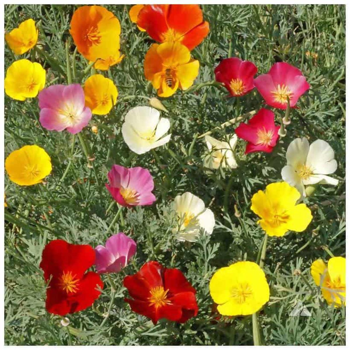 California Poppy Mixed Native Wildflower Seeds