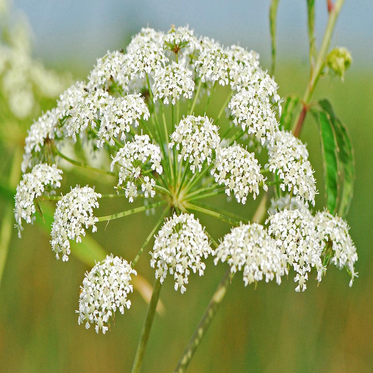 Cicuta Maculata Flower Seeds for Planting  Heirloom, Non-GMO, Low-Maintenance Organic Garden Seeds