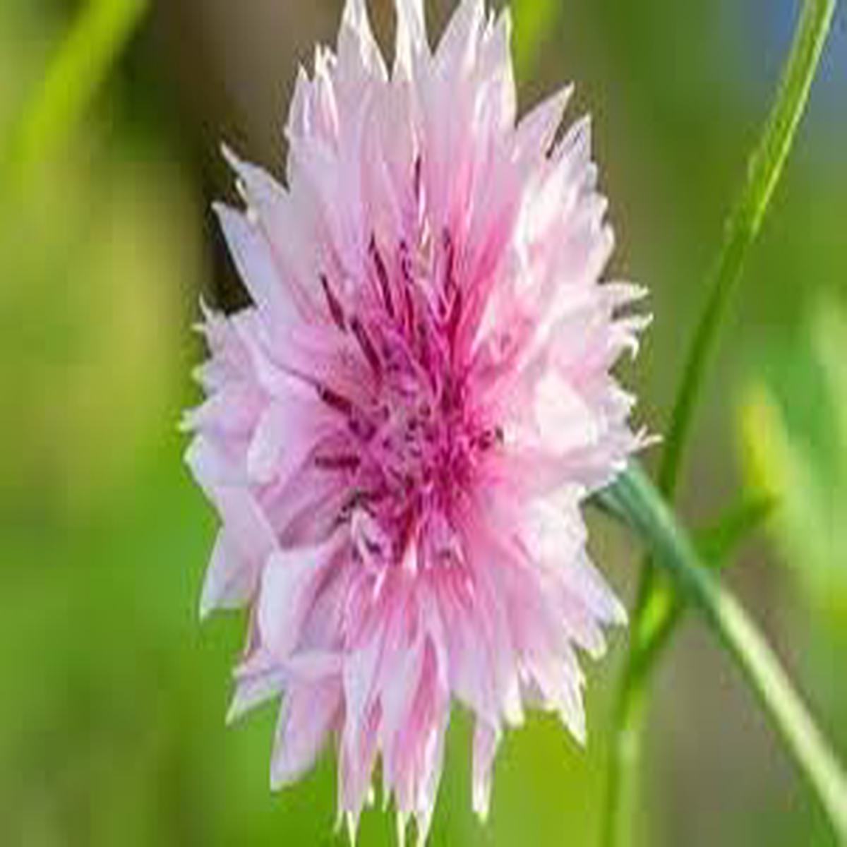 Cornflower Polka Dot Flower seeds for Planting Long Bloom Season Heirloom & GMO Free Seeds for Home Garden