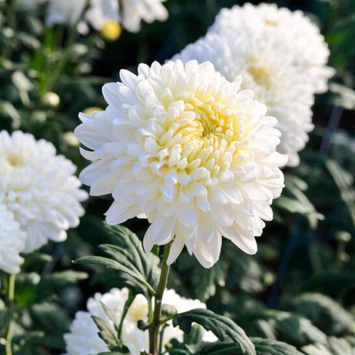 Crisantemo Flower Seeds for Planting – 100 Pcs pcs