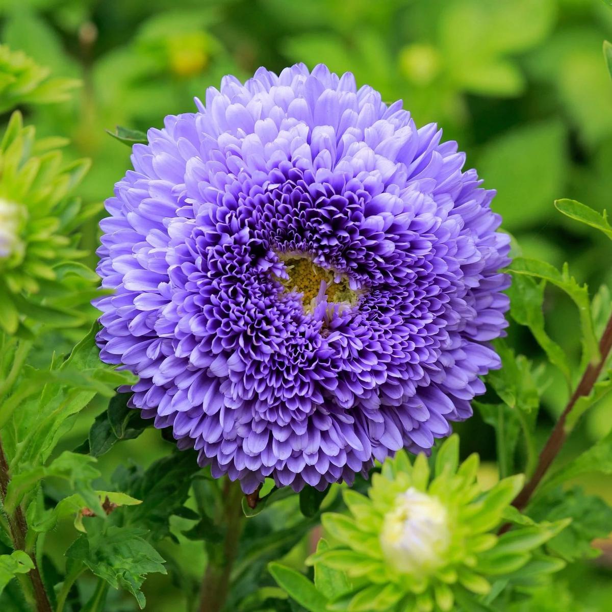 Dark Blue China Aster Flower Seeds for Planting  Heirloom Non-GMO High Germination Organic Garden Seeds