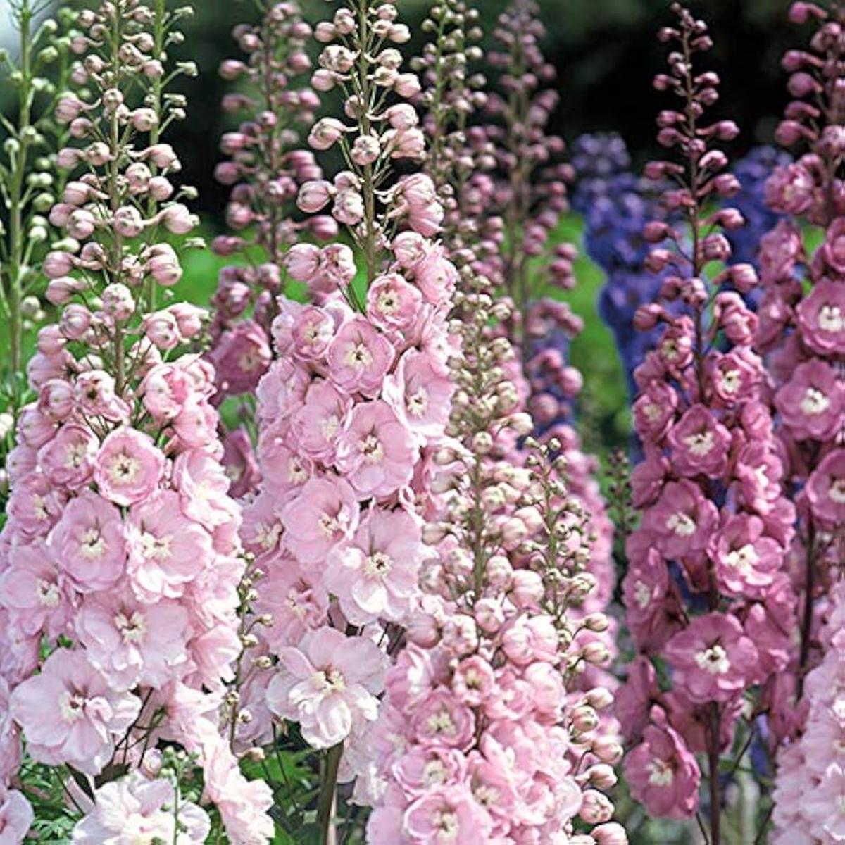 Delphinium Seeds Beautiful Flower Plant for Planting Home Garden Border