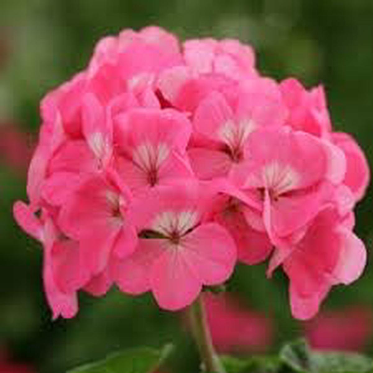 Geranium Pelargonium Rose Seeds  Heirloom, Non-GMO, High Germination Organic Garden Seeds for Planting