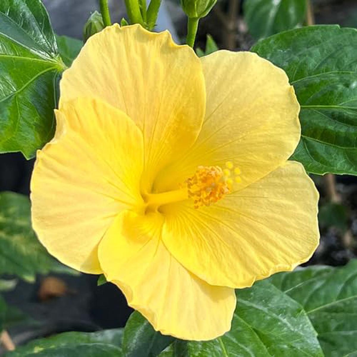 Giant Hibiscus Flower Yellow Growing – Heirloom, Non – Gmo Seeds