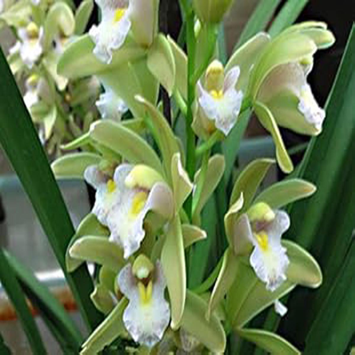 Green Cymbidium Flower Seeds for Planting ?? Organic, Heirloom, Non-GMO Orchid Seeds