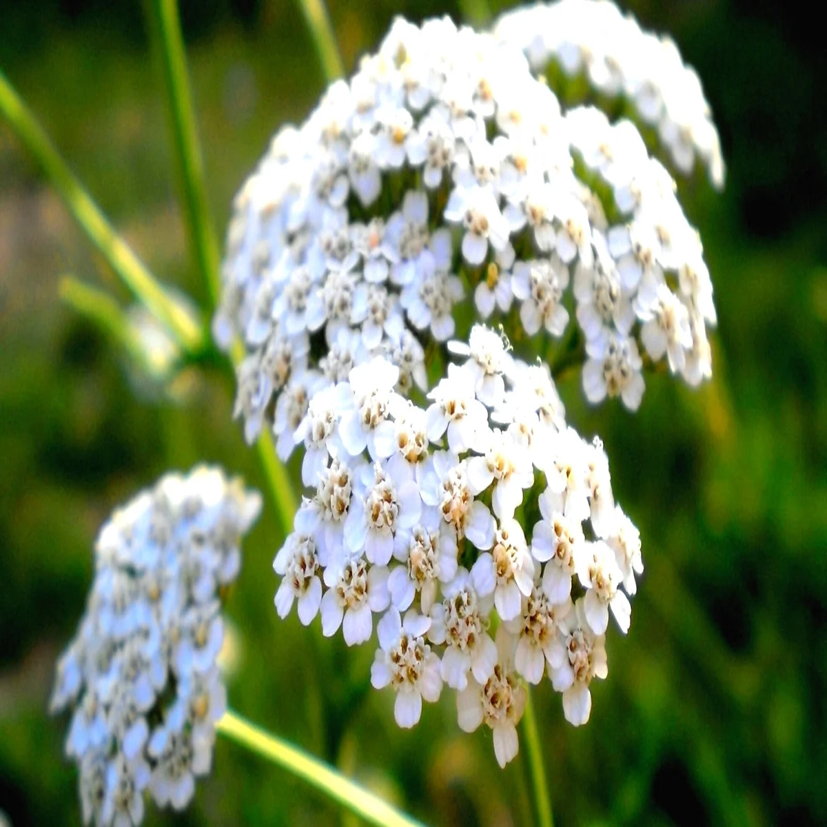 Heirloom Achillea Millefolium Flower Seeds for Planting  Non-GMO, Organic Garden Seeds with High Germination