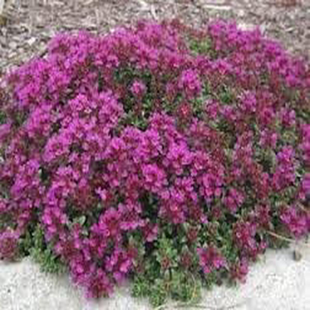 Heirloom Alyssum Flower Seeds for Planting Perfect for Borders, Non-GMO, High Germination Organic Garden Seeds