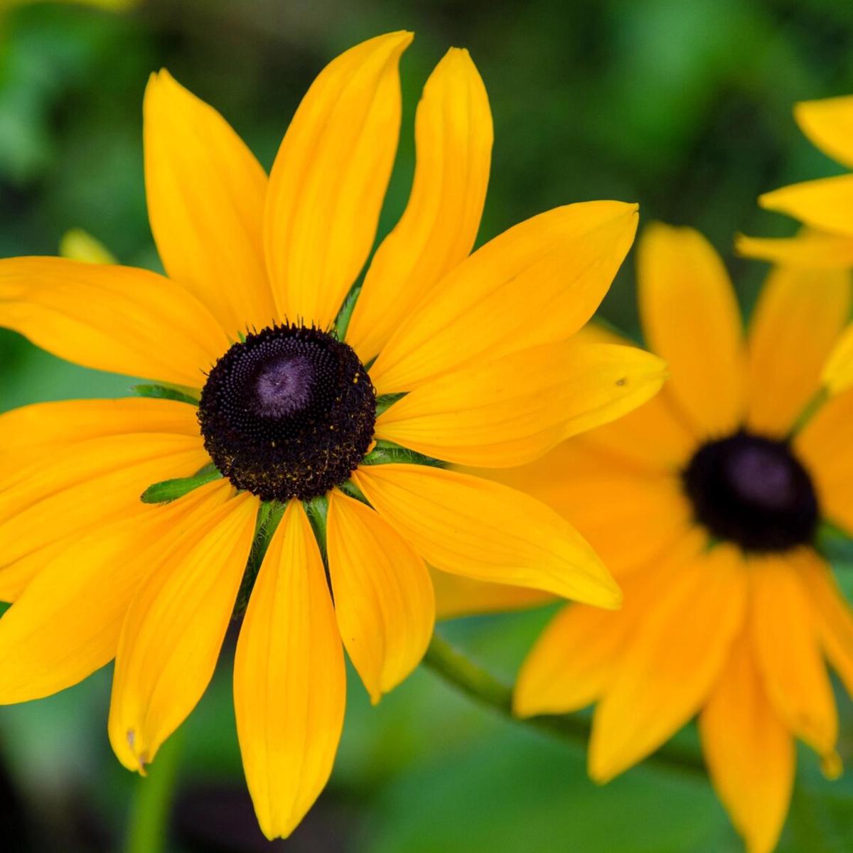 Heirloom Black Eyed Susan Flower seeds for Planting – Fragrant Blossoms, Heirloom & GMO Free Seeds for Home Garden