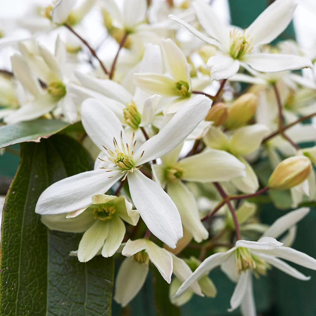 Heirloom Clematis Montana Flower Seeds, Non-GMO Climbing Blooms for Planting
