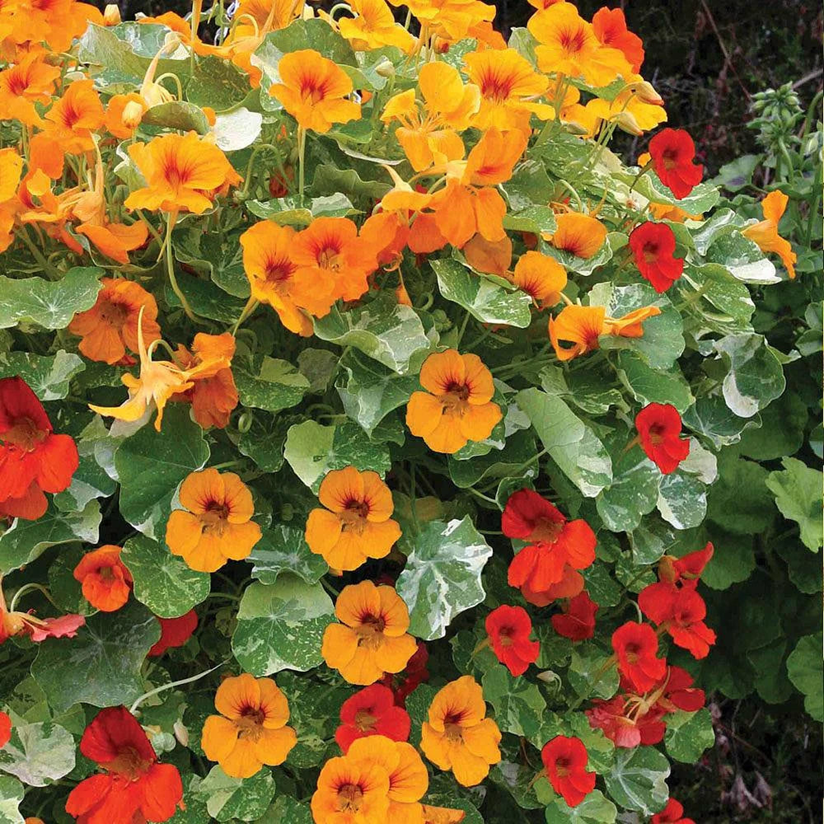 Heirloom Nasturtium Jewel Seeds  Non-GMO Flower Seeds for Planting | High Germination Organic Garden Blooms