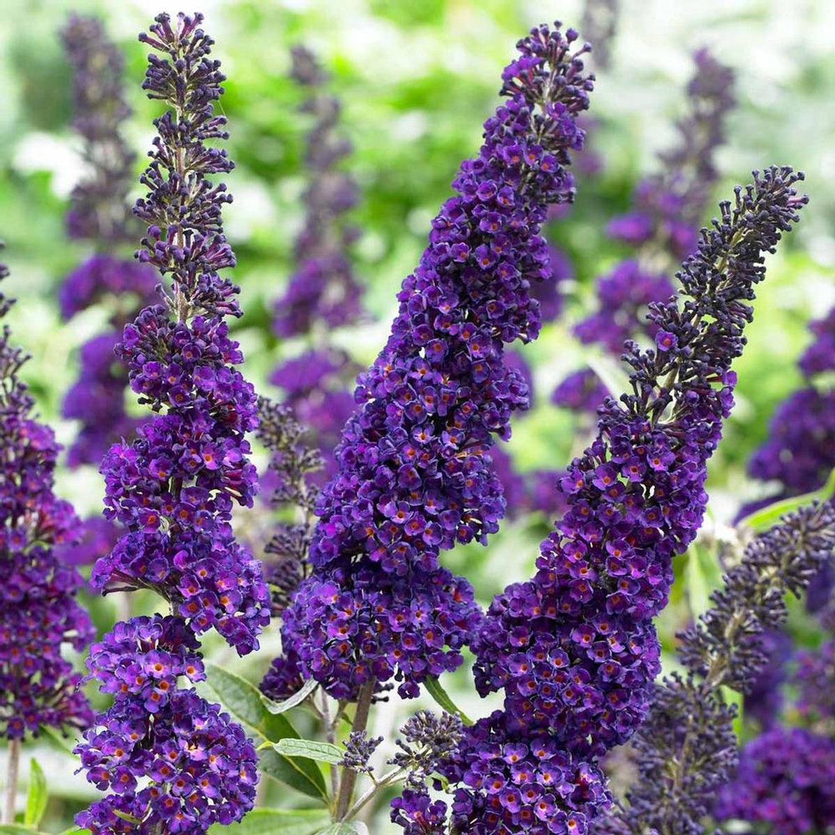 Heirloom Non-GMO Buddleia Davidii Flower Seeds for Planting  Butterfly Bush Garden Blooms