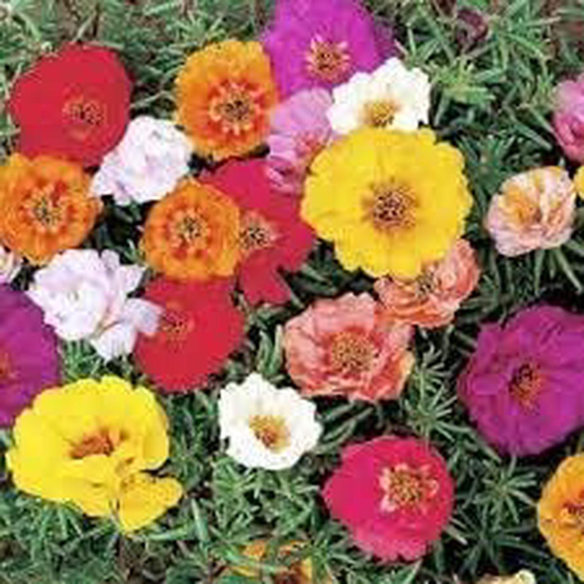 Heirloom Non-GMO Grandiflora Flower Seeds for Planting  Large Vibrant Blooms for Eye-Catching Gardens