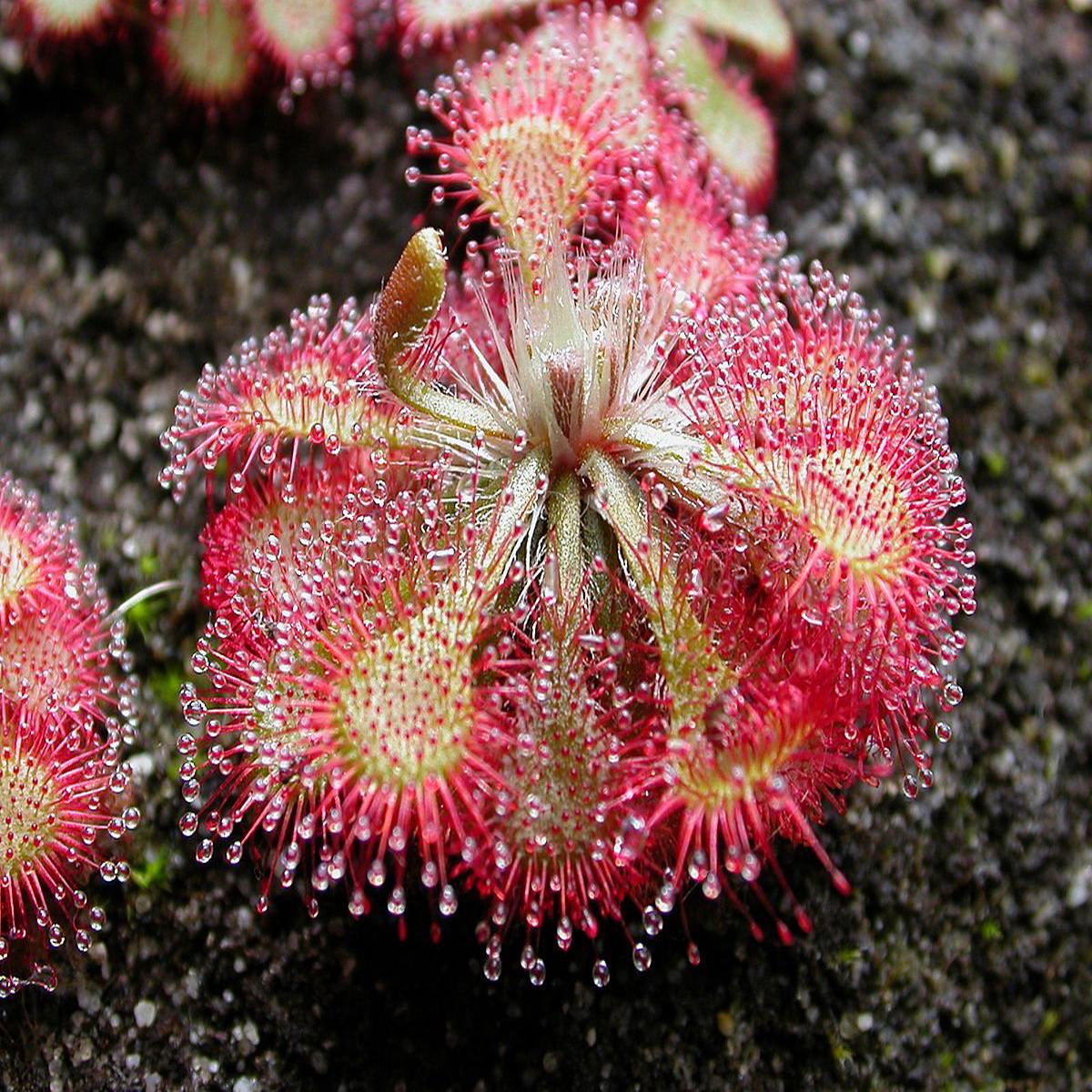Heirloom Non-GMO Pink Drosera Sundew Flower Seeds for Garden Planting ?? Unique Carnivorous Blooms