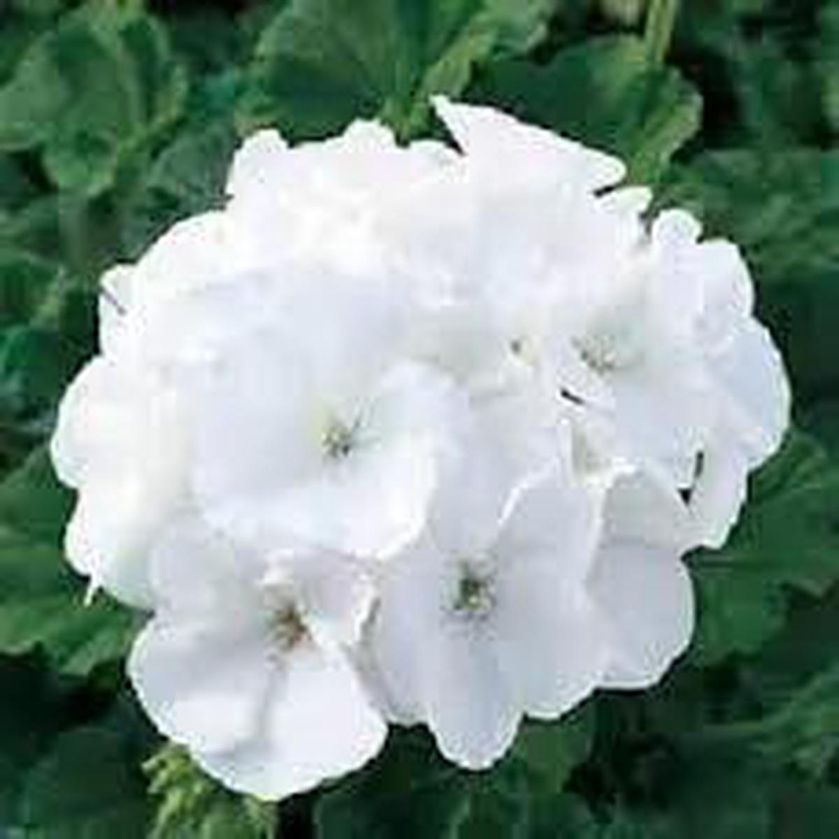 Heirloom Non-GMO White Geranium Flower Seeds for Planting  Elegant Blooms for Home Garden
