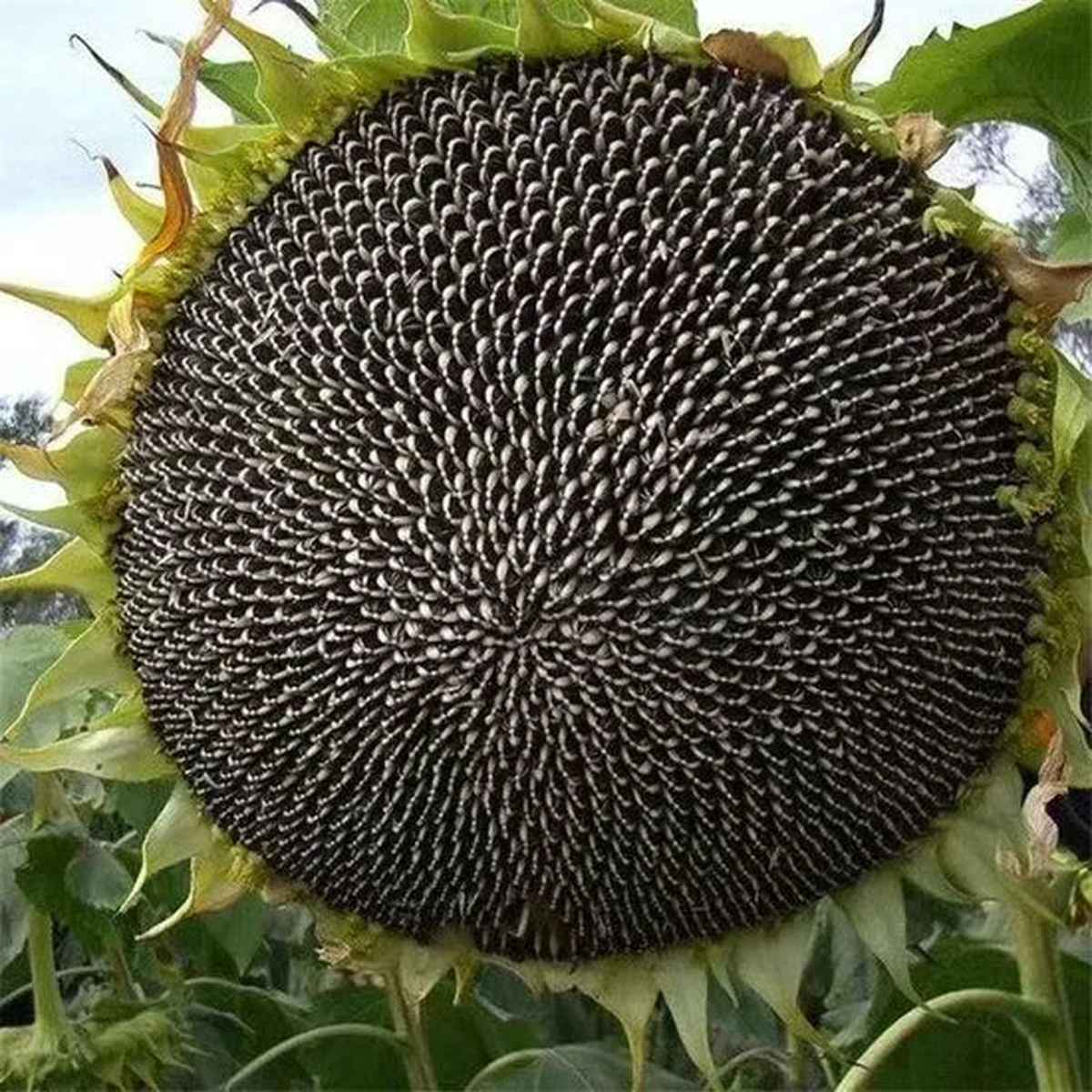 High Temperature And Humidity Sunflower For Sowing  Heirloom, Non-GMO, High Germination Organic Garden Seeds