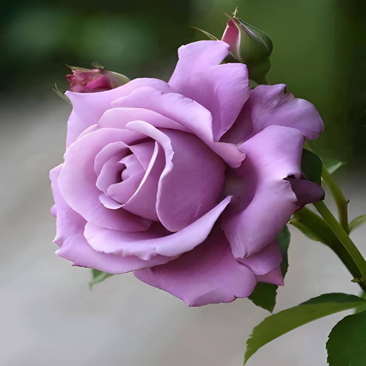 Light Lavender Snow Rose Flower Seeds for Planting  Heirloom Non-GMO High Germination Organic Garden Seeds