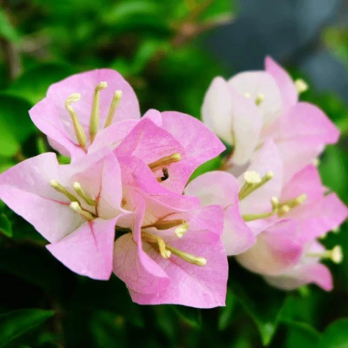 Light Pink Bougainvillea Flower Seeds for Planting  Heirloom, Non-GMO, Drought-Tolerant, Ornamental Variety