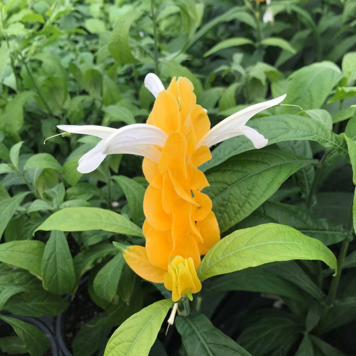 Light Yellow Pachystachys Flower seeds for Planting – Seasonal Bloomer, Heirloom & GMO Free Seeds for Home Garden