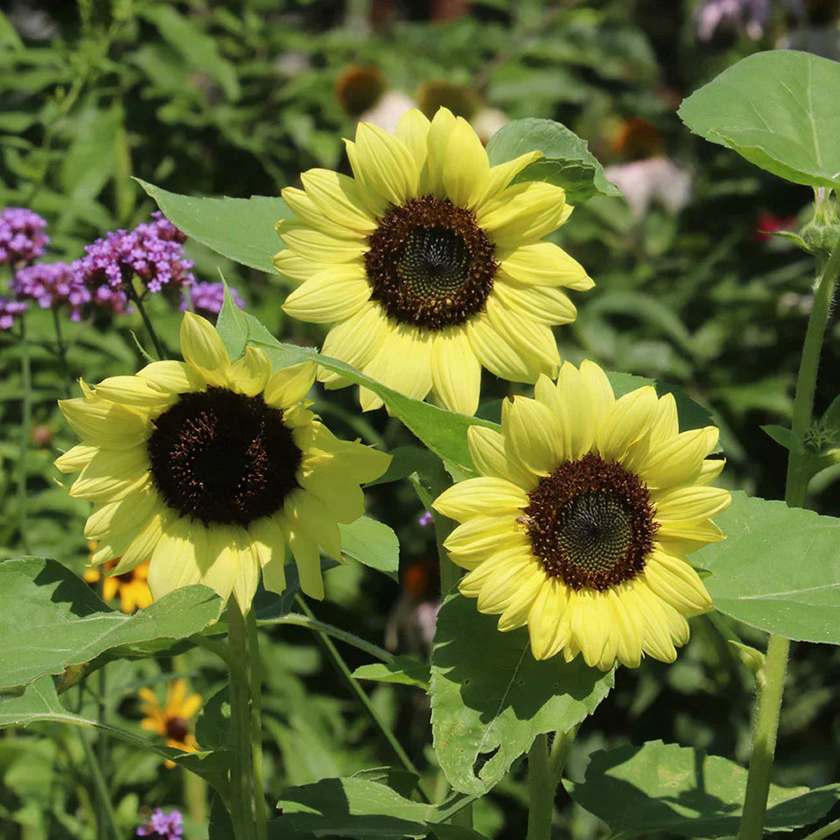 Light Yellow Sunflower Seeds for Planting  Sun Loving, Heirloom, Non-GMO, High Germination Organic Garden Seeds
