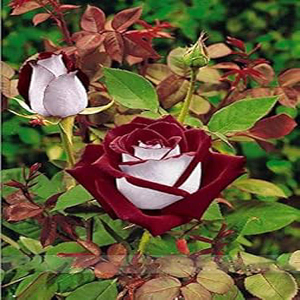 Maroon & White Rose Heirloom Seeds for Planting  Non-GMO High Germination Organic Garden Seeds