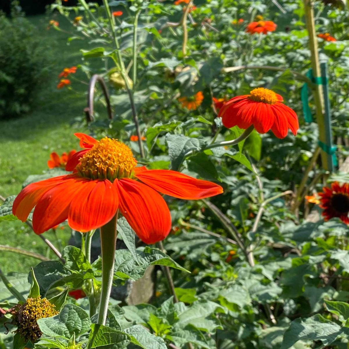 Mexican SunFlower seeds for Planting Shade Tolerant Heirloom & GMO Free Seeds for Home Garden