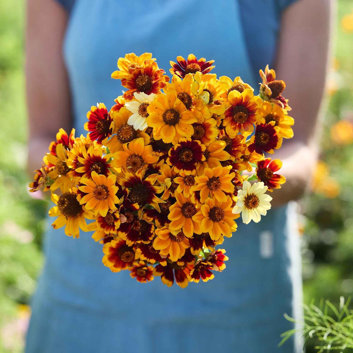 Mexican Zinnia Seeds – Persian Carpet