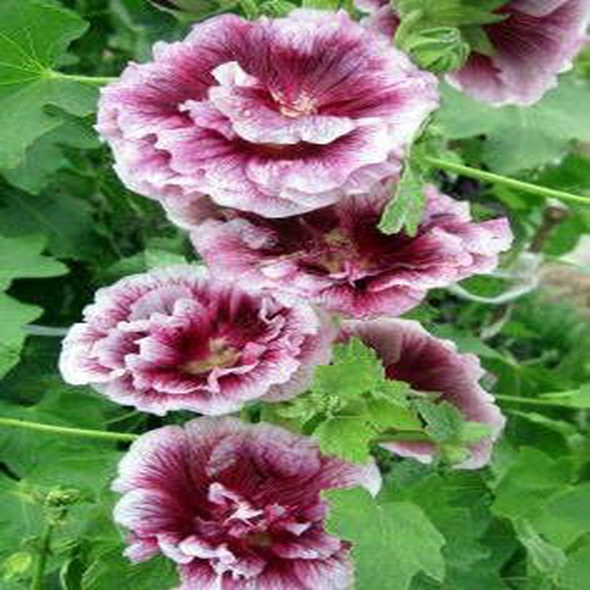 Mixed Alcea Rosea Flower seeds for Planting – Colorful Display, Heirloom & GMO Free Seeds for Home Garden
