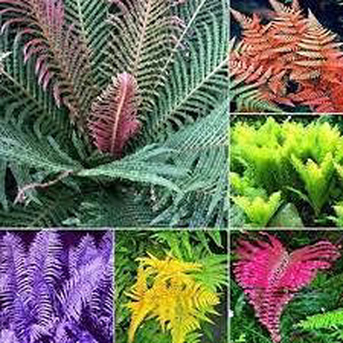 Mixed Color Fern Plant Seeds for Planting  Heirloom, Non-GMO, High Germination Organic Garden Seeds