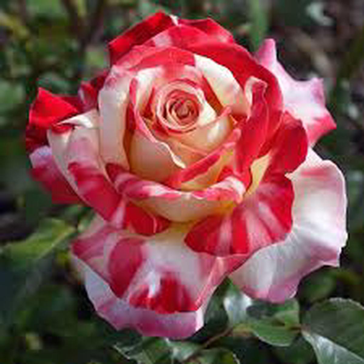 Mixed Holland Rose Flower Seeds for Planting Garden Favorite Heirloom & GMO Free Seeds for Home Garden Sale