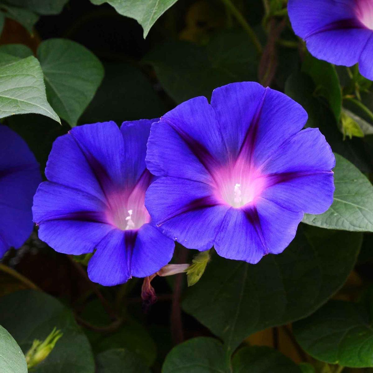 Morning Glory Seeds – Grandpa Ott