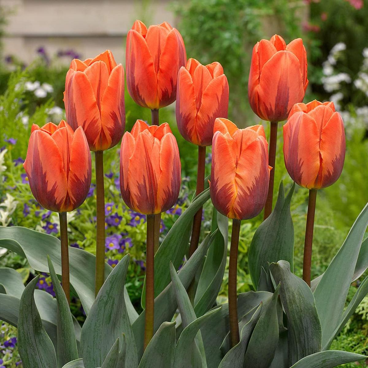 Orange Purple Tulip Flower Seeds for Planting | Vibrant Heirloom Non-GMO Organic Garden Seeds | High Germination
