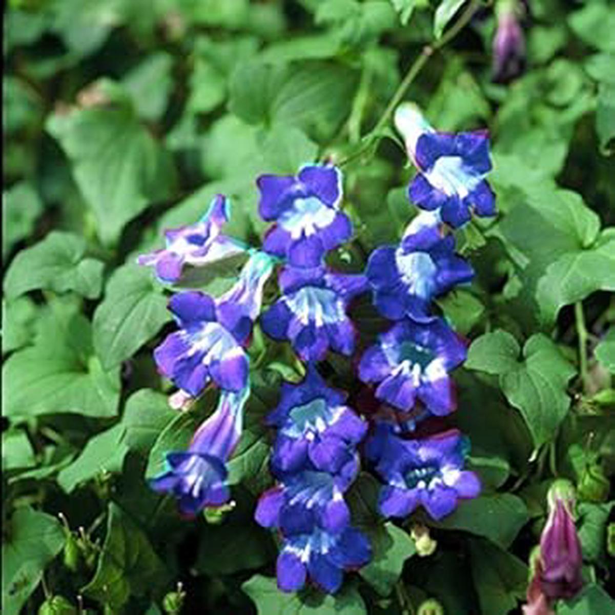 Organic Heirloom Non-GMO Blue Asarina Gloxinia Seeds for Planting  Climbing Blooms