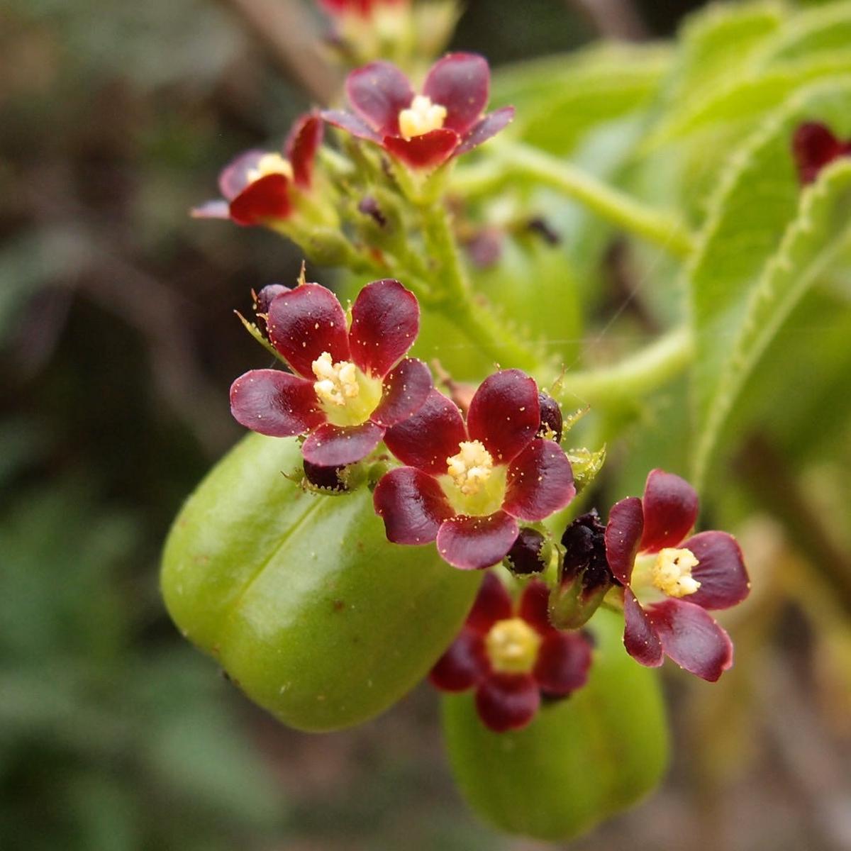 Organic Red Bellyache Bush Plant Seeds for Planting Heirloom, Non-GMO
