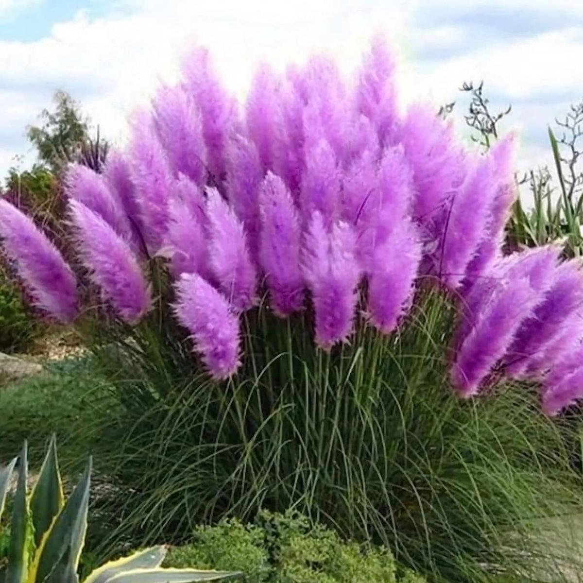 Ornamental Grass Seeds for Planting Various Species for Urban Garden and Home Garden