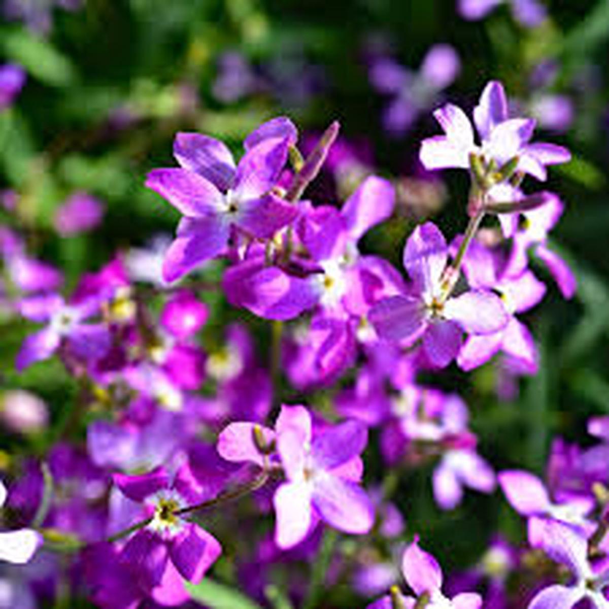 Pink EveningScented Home Garden Flower Seeds for Planting Vibrant Colors Heirloom & GMO Free Seeds for Home Garden Sale