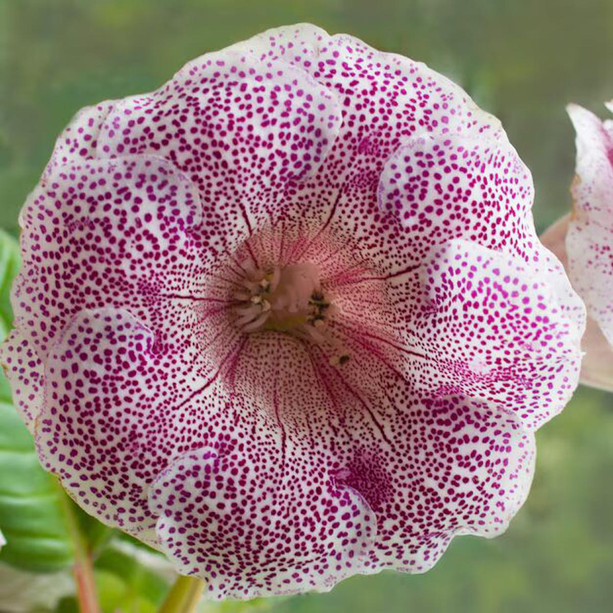 Pink Gloxinia Sinningia Flower Seeds for Planting Heirloom, Non-GMO, High Germination, Organic Garden Seeds