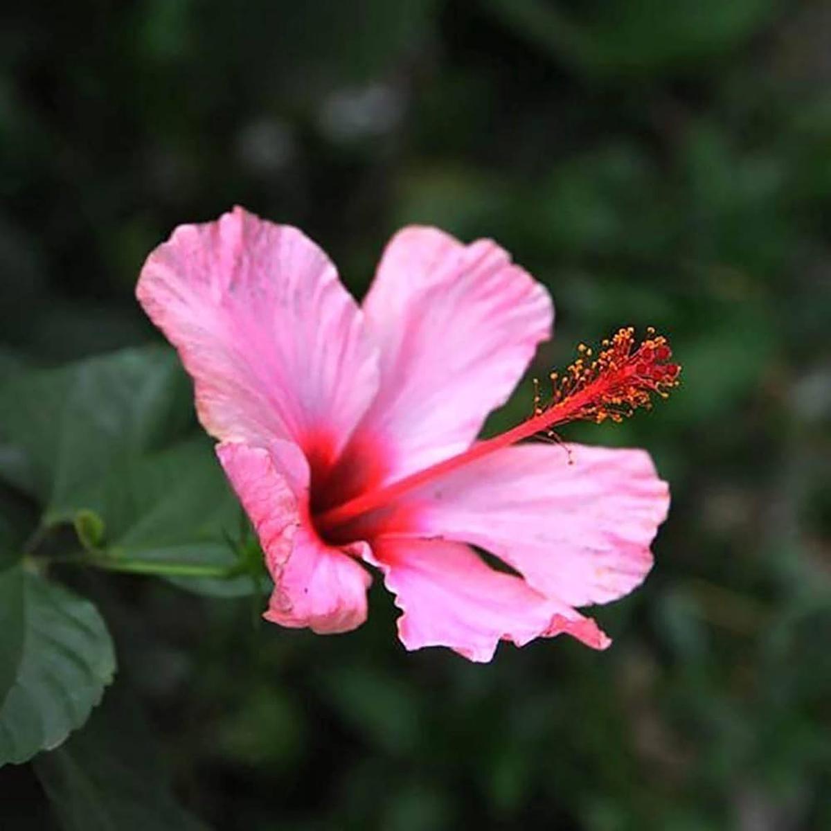 Pink Hibiscus Flower seeds for Planting Compact Growth Heirloom & GMO Free Seeds for Home Garden