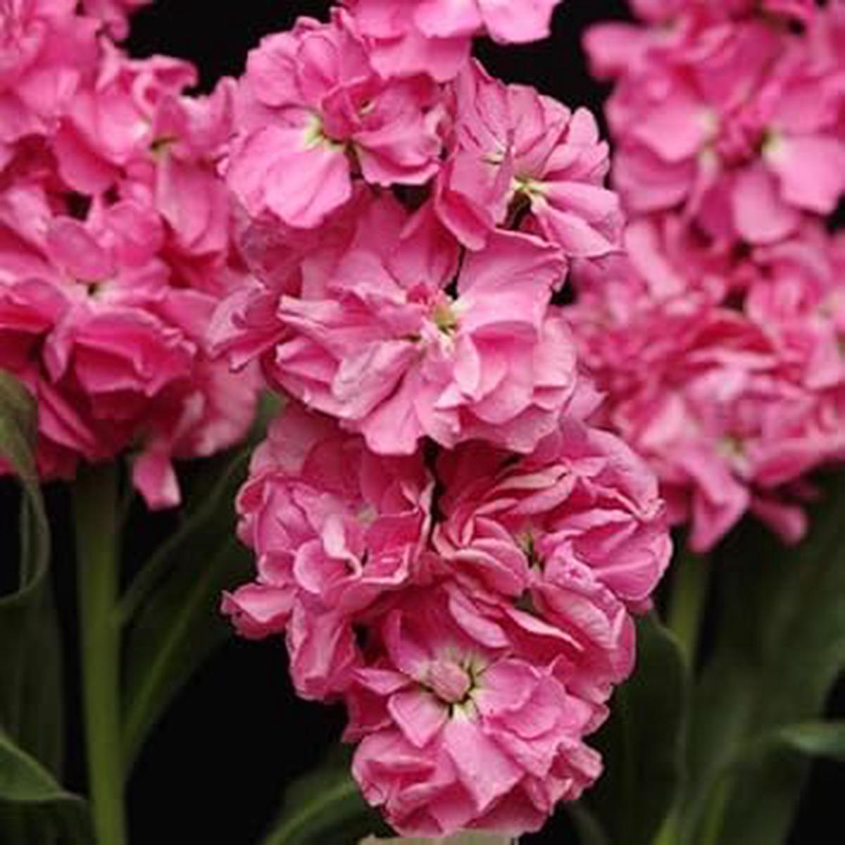 Pink Matthiola Incana Flower Seeds for Planting Long Bloom Season Heirloom Non-GMO GMO Free Seeds for Home Garden