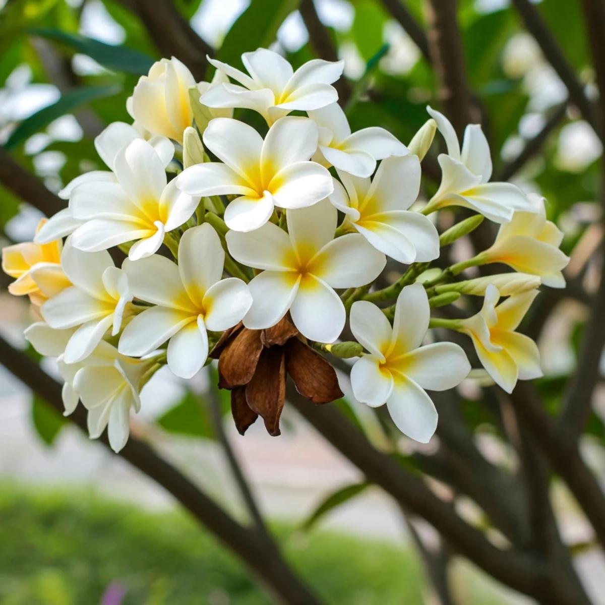 Plumeria Flower Seeds for Planting  Shade Tolerant, Heirloom & Non-GMO Seeds for Organic Garden