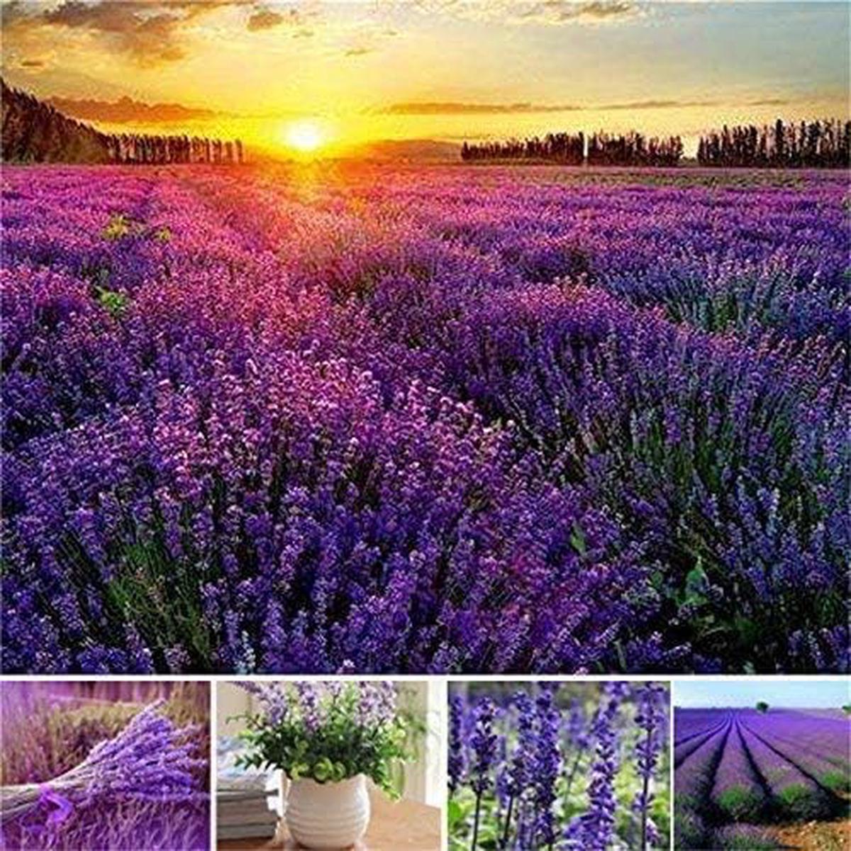 Provence Lavender Flower Seeds for Planting Mixed Colors  Heirloom, Non-GMO, High Germination Organic Garden Seeds