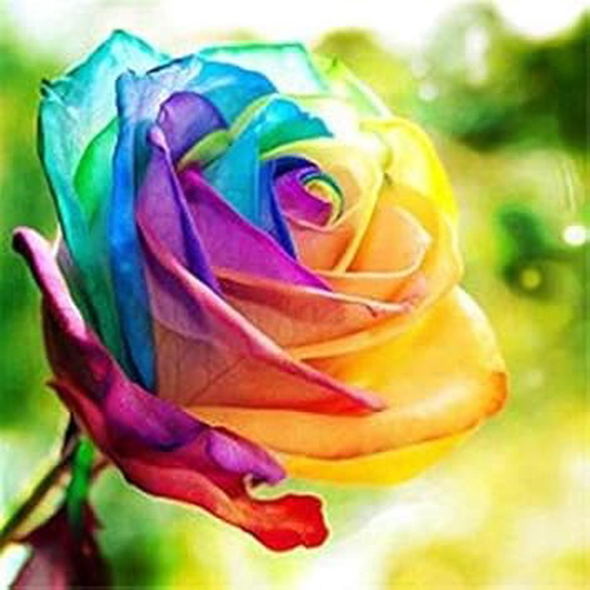 Rainbow Rose Plant Seeds for Garden Heirloom, Non-GMO, High Germination Seeds