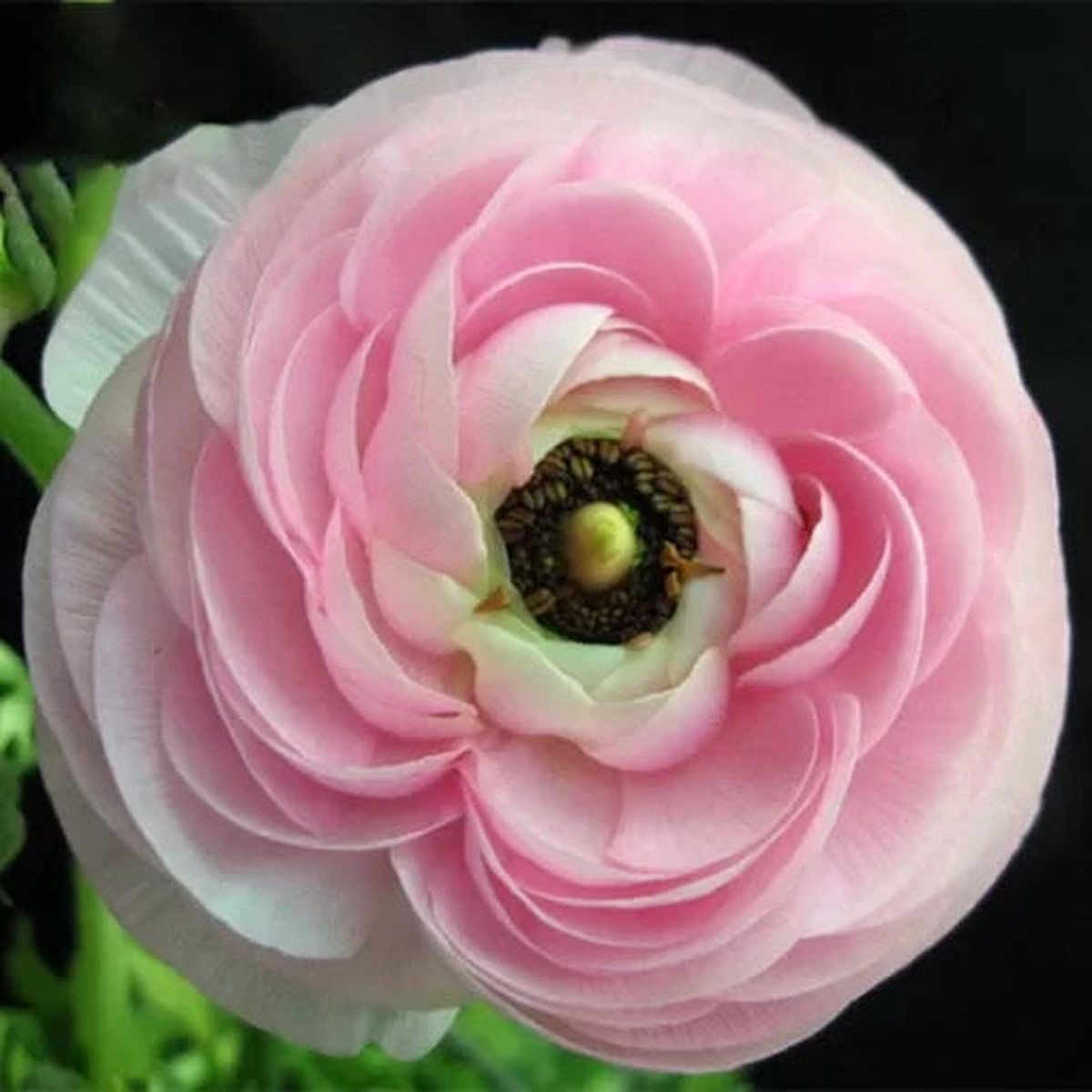 Ranunculus Asiaticus Seeds | Persian Buttercup Garden Variety  Heirloom, Non-GMO, High Germination Organic Garden Seeds