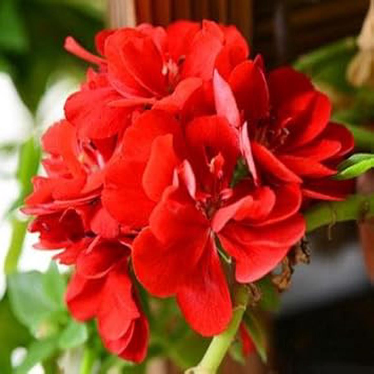 Red Sementes Seeds for Planting Organic, Heirloom, Non-GMO Flower Seeds