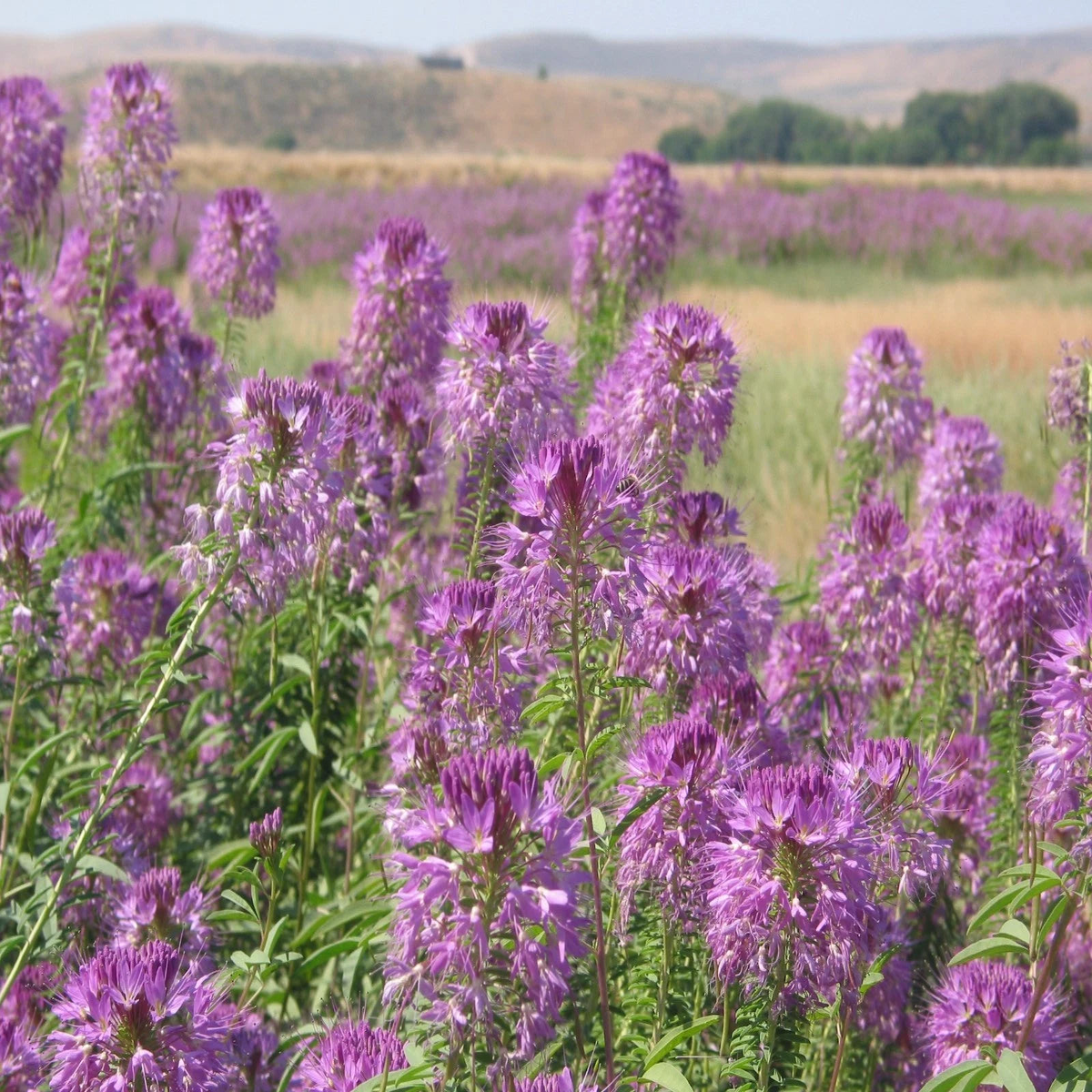Rocky Mountain BEE PLANT Seeds Native Wildflower Flower Garden Pollinators  Heirloom, Non-GMO, High Germination Organic Garden Seeds
