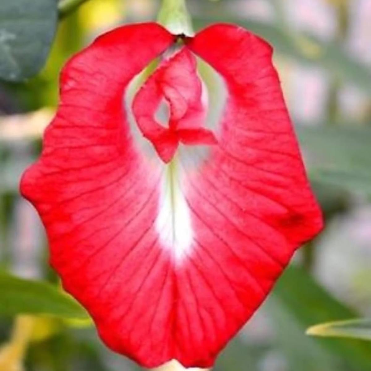 Schmetterlingsiris Iris germanica Flower Seeds for Planting in Flower Bed
