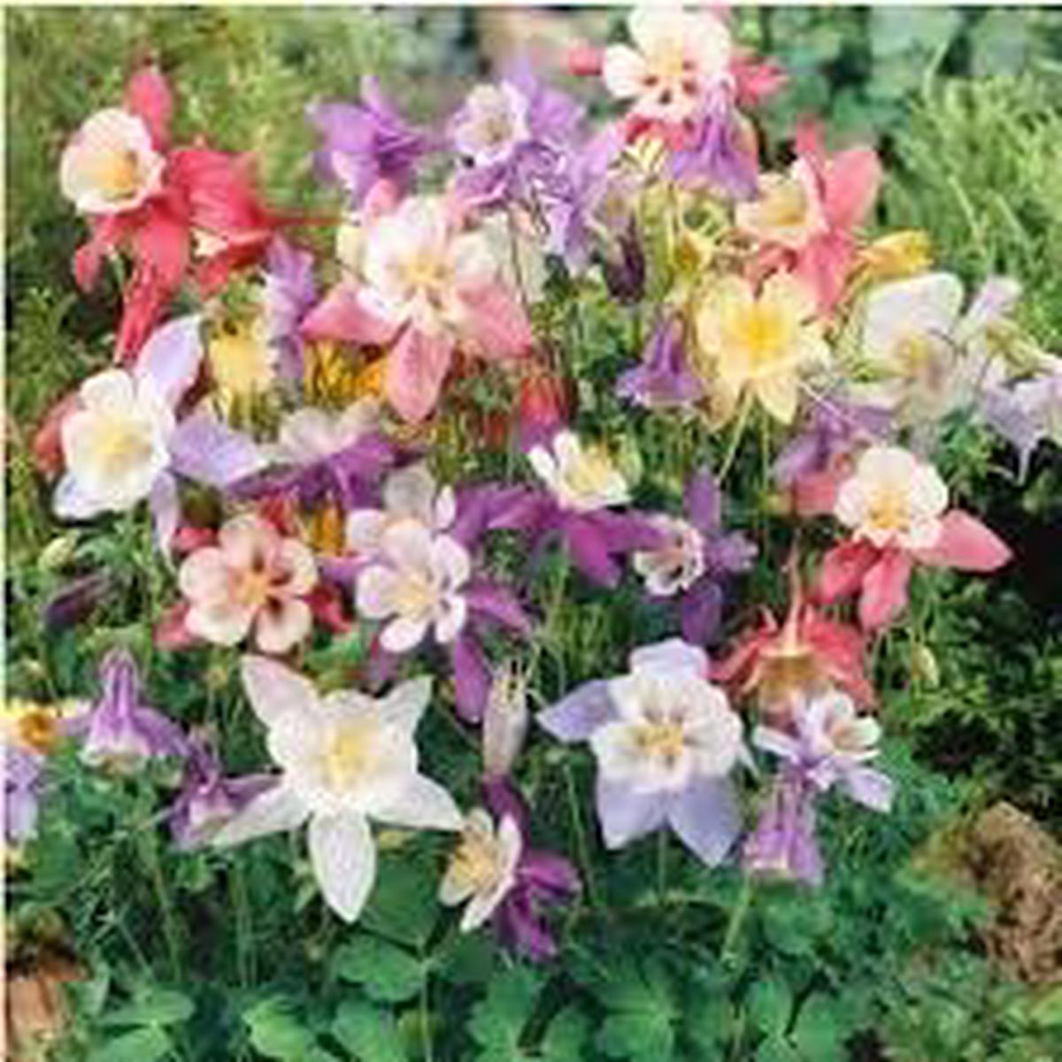 Tequila Sunrise Columbine Flower seeds for Planting, Sun Loving Heirloom & GMO Free Seeds for Home Garden