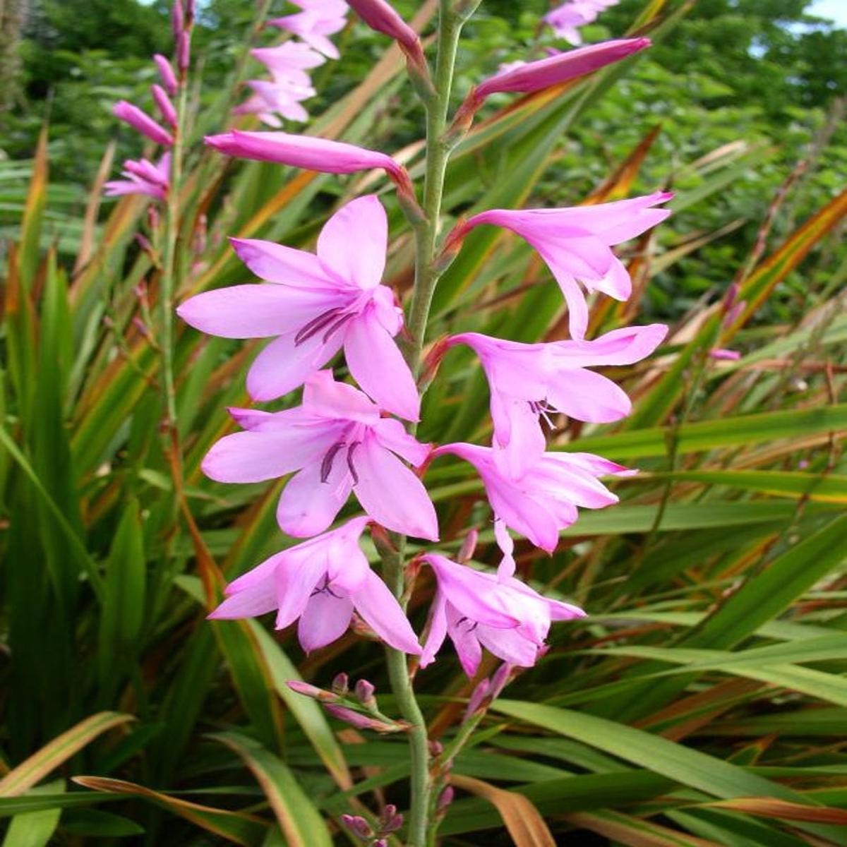 Watsonia Borbonica Flower Seeds for Planting Wildflower Mix Heirloom Non-GMO High Germination Organic Garden Seeds