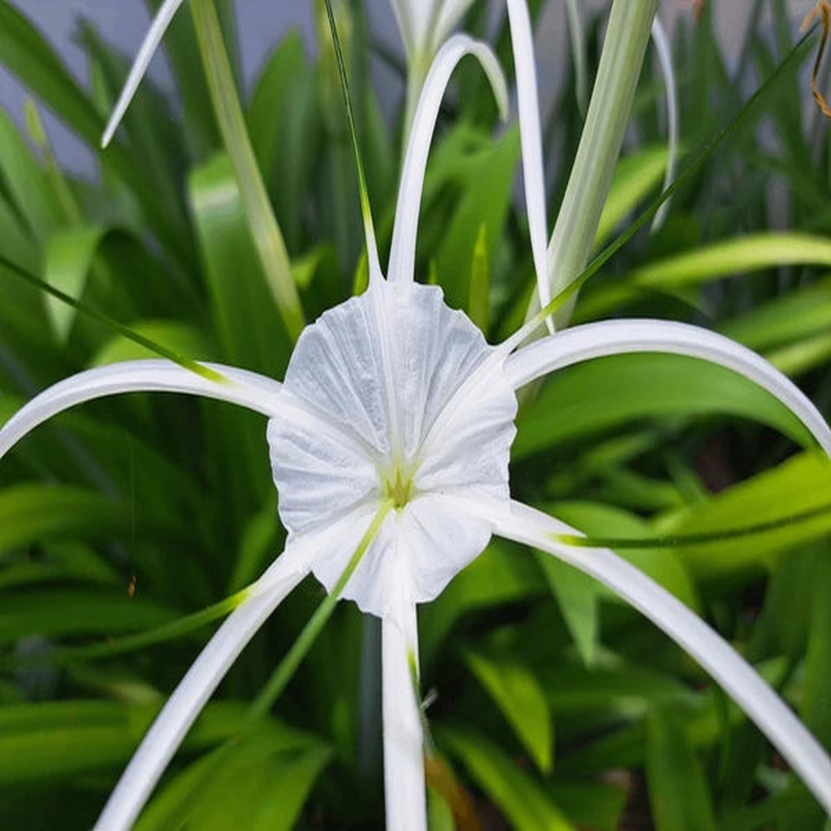 White Cape Lily Seeds for Planting  Tropical Aquatic Blooms, Heirloom & Non-GMO Seeds