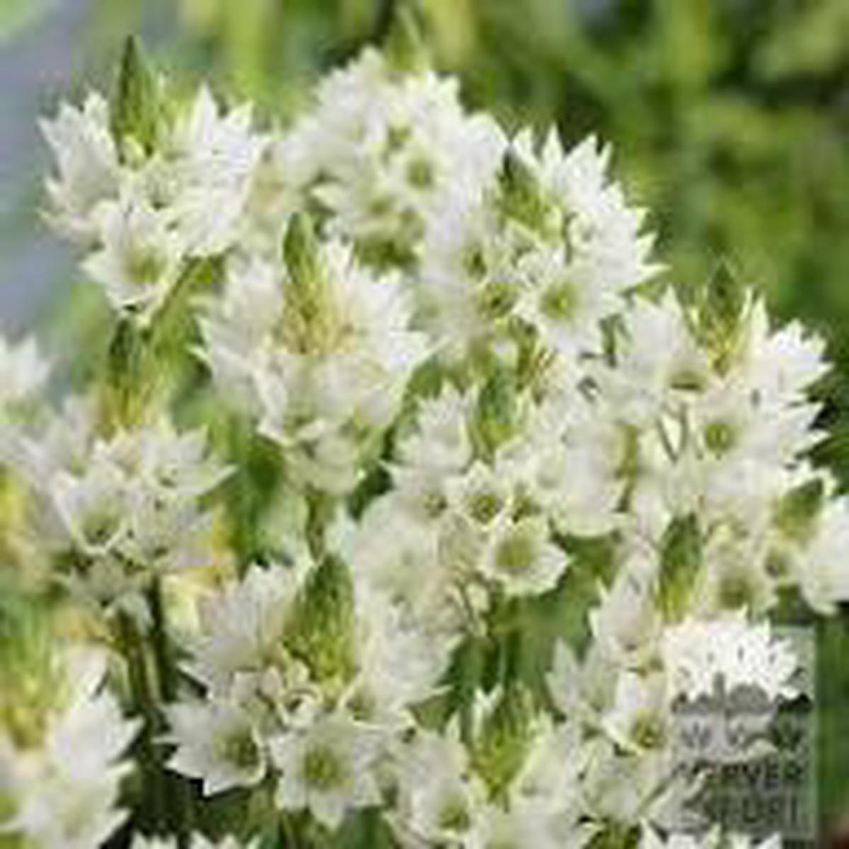 White Checkermallow Flower Seeds for Planting Heirloom, Non-GMO, High Germination Organic Garden Seeds