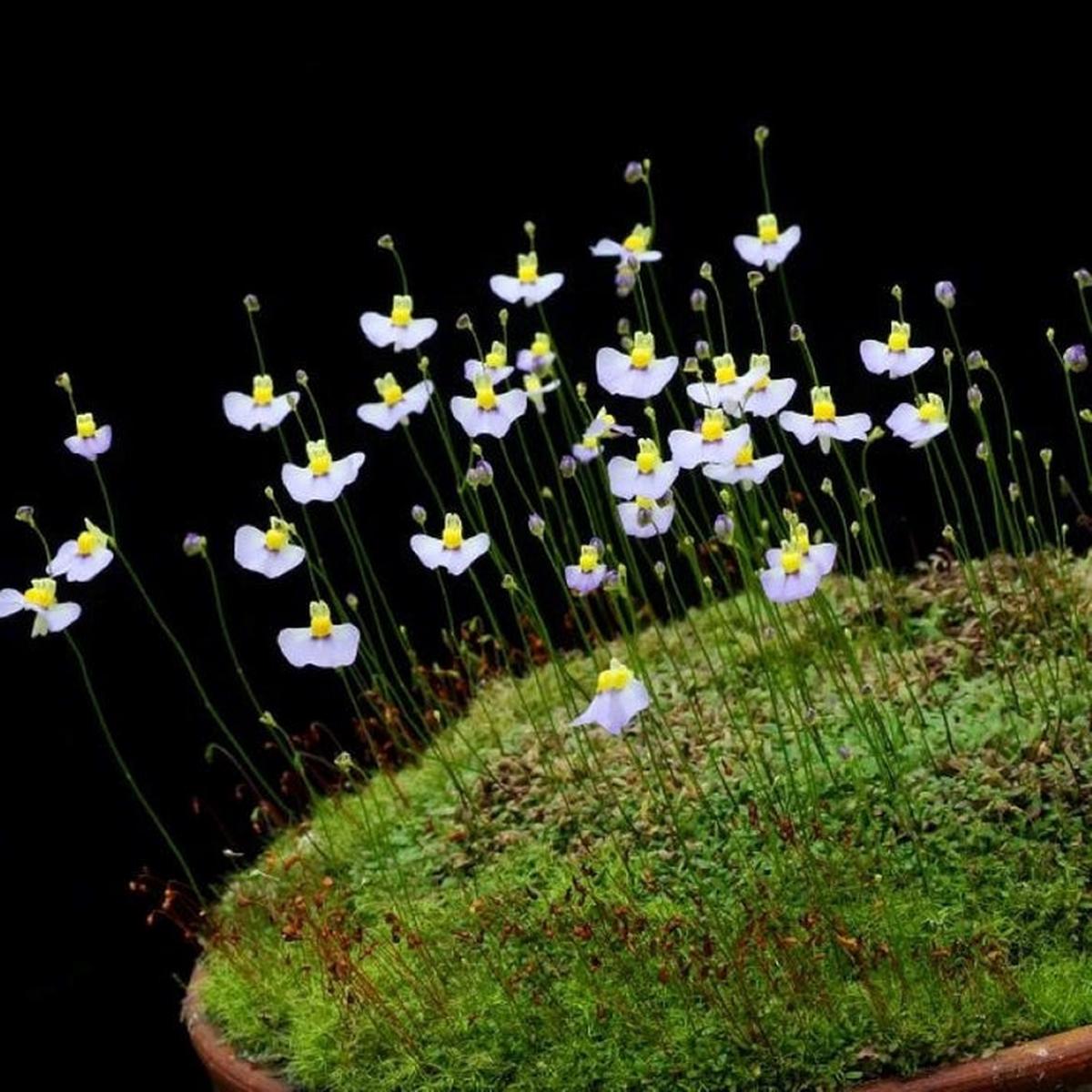 White Utricularia Bisquamata Plant Seeds for Garden Planting Heirloom Non-GMO High Germination Organic Seeds for Planting